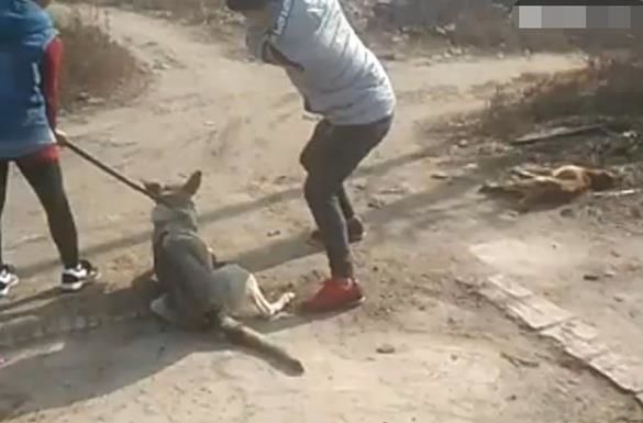 男子为了吃火锅将自己养了3年的狗活活打死狗狗的反应让人心酸