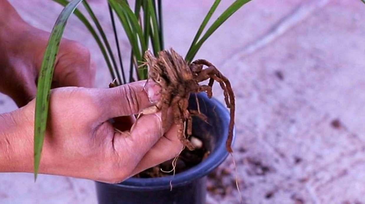 兰花冒出不少芦头掰下来埋盆里能变成新的盆栽吗