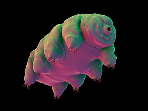 水熊虫其实很脆弱,极端温度和辐射杀不死它,但这种方法非常有效