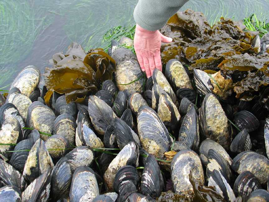 在欧洲海边发现一片牡蛎,密密麻麻侵占整个沙滩,当地人满脸发愁