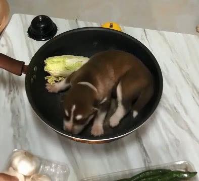 小奶狗被放锅里,二哈妈妈居然主动送来香油,这真是亲生的吗