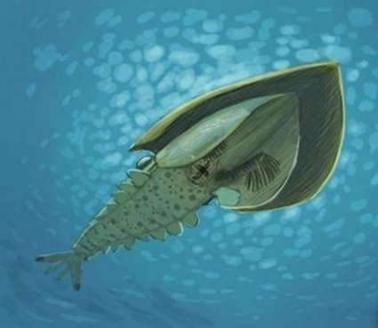 远古时期的怪异巨虾,要用双手才能抱住,长相可爱却是冷酷杀手