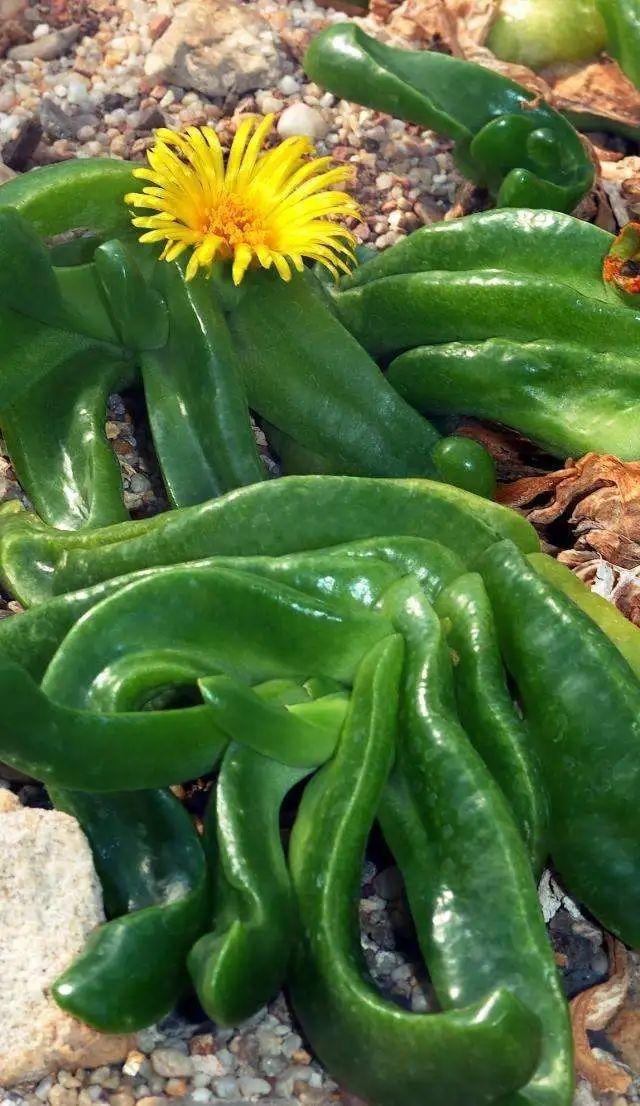 通透宝玉佛手掌舌叶花这么养福气满满人平安