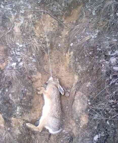 小伙去山里下套抓野兔没想到竟然套到一种不同寻常的野味