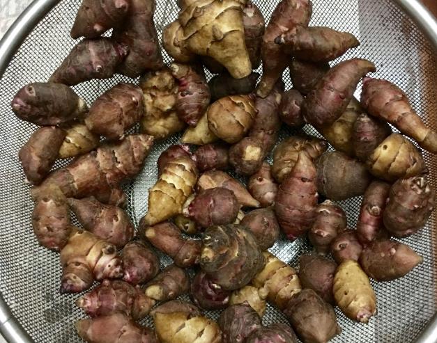 姜不辣叶片繁茂开花漂亮带香味发达的块状根可日常食用