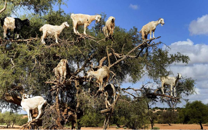 最后,腐烂的羊群尸体就为食羊树提供更多的养分,让食羊树在来年鲜花开