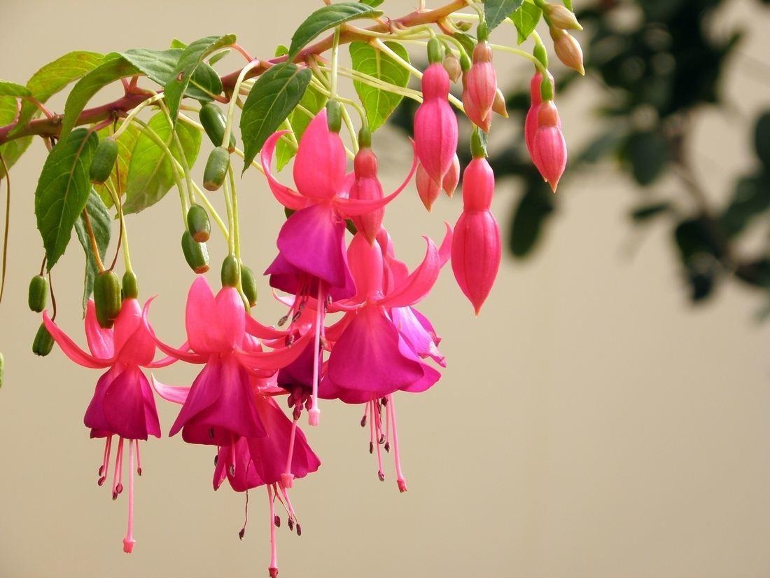 热门灯笼花,自己就能扦插,几天冒出根系,成为极美的小盆栽