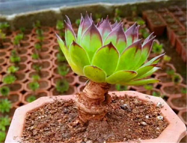 观音莲老桩太美了只要5招叶片紧促不徒长杆子粗壮成老桩