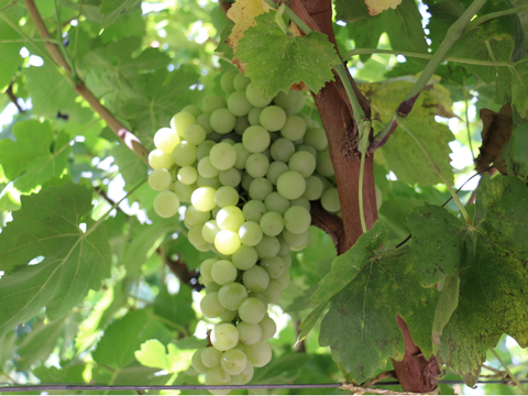 永宁县胜利乡大青葡萄熟了!超甜!周末采摘玩起