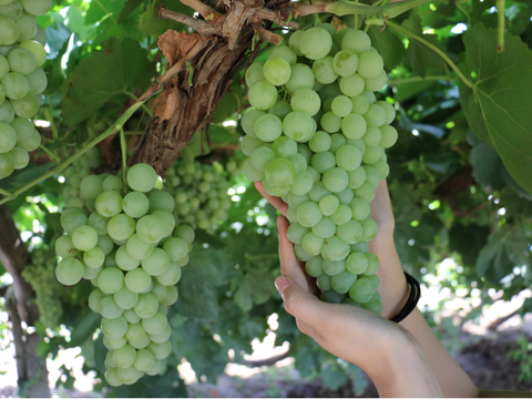 永宁县胜利乡大青葡萄熟了!超甜!周末采摘玩起