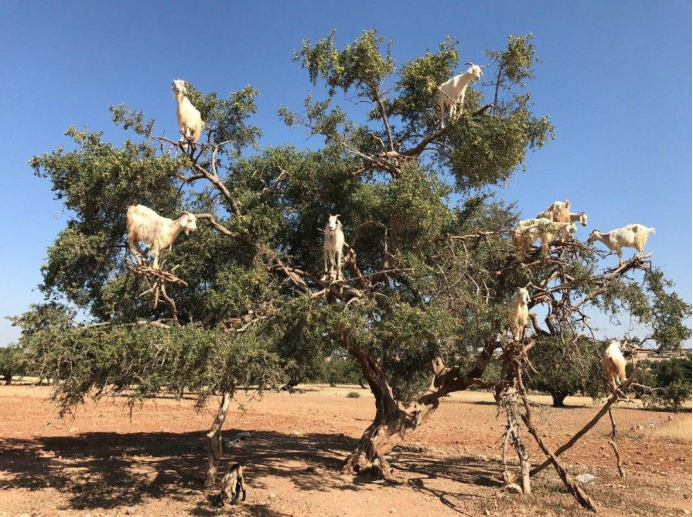 巨型“食肉”植物，每年吃掉大批羊群，气温达到40度就会自燃