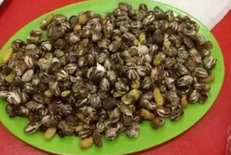 这个洋辣子成虫体长15至16毫米,翅展36至40毫米,体绿色;复眼黑褐色;卵