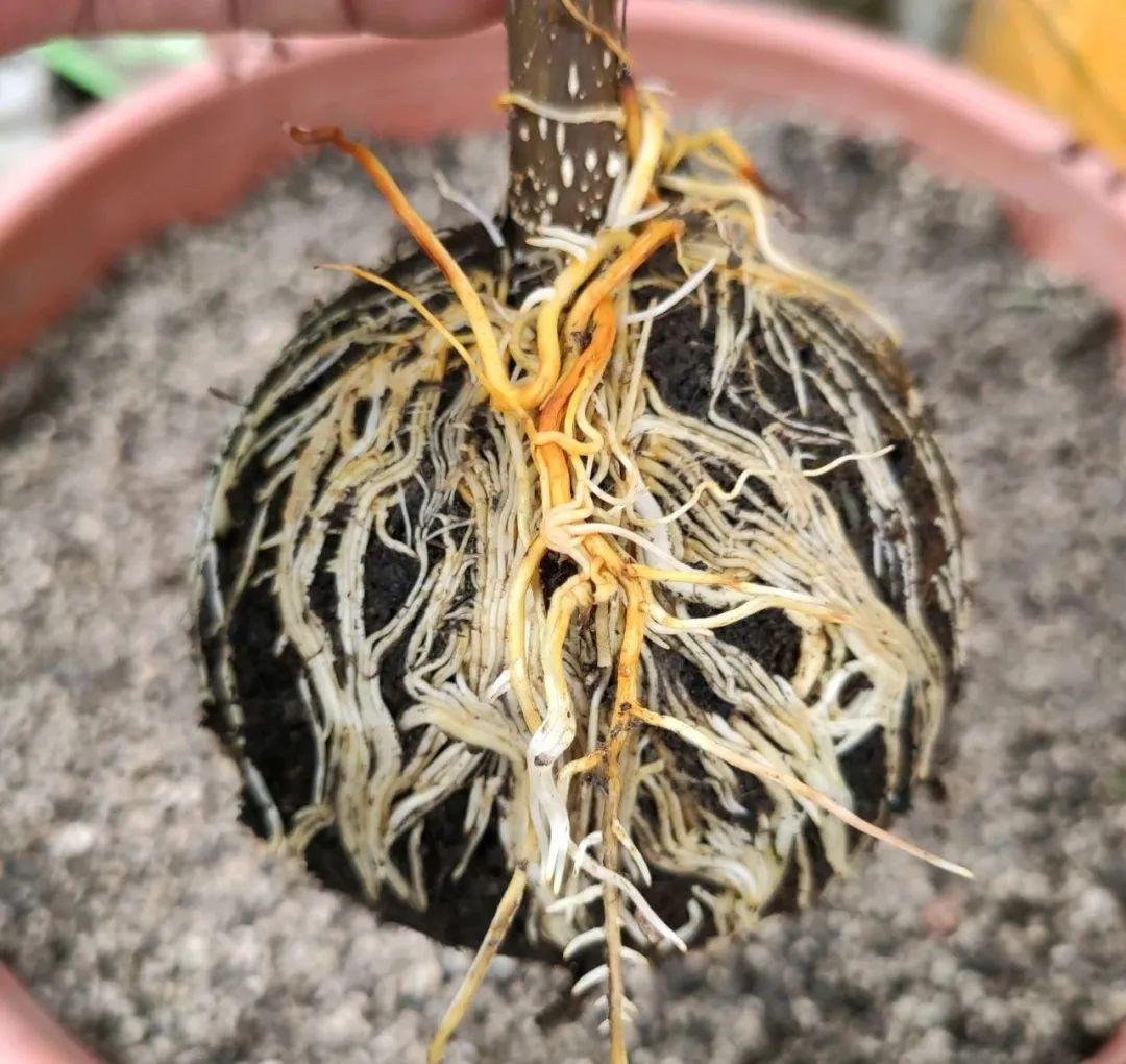 桂花不用扦插,枝条套个塑料袋,大白根呼呼冒!