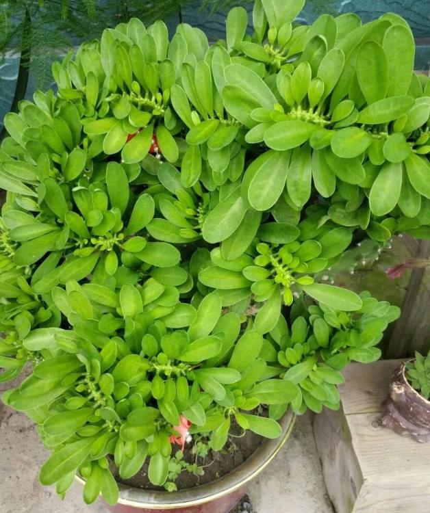 盆栽镇宅吉祥树龙骨管理注意3细节茎叶能疯长冲破屋顶