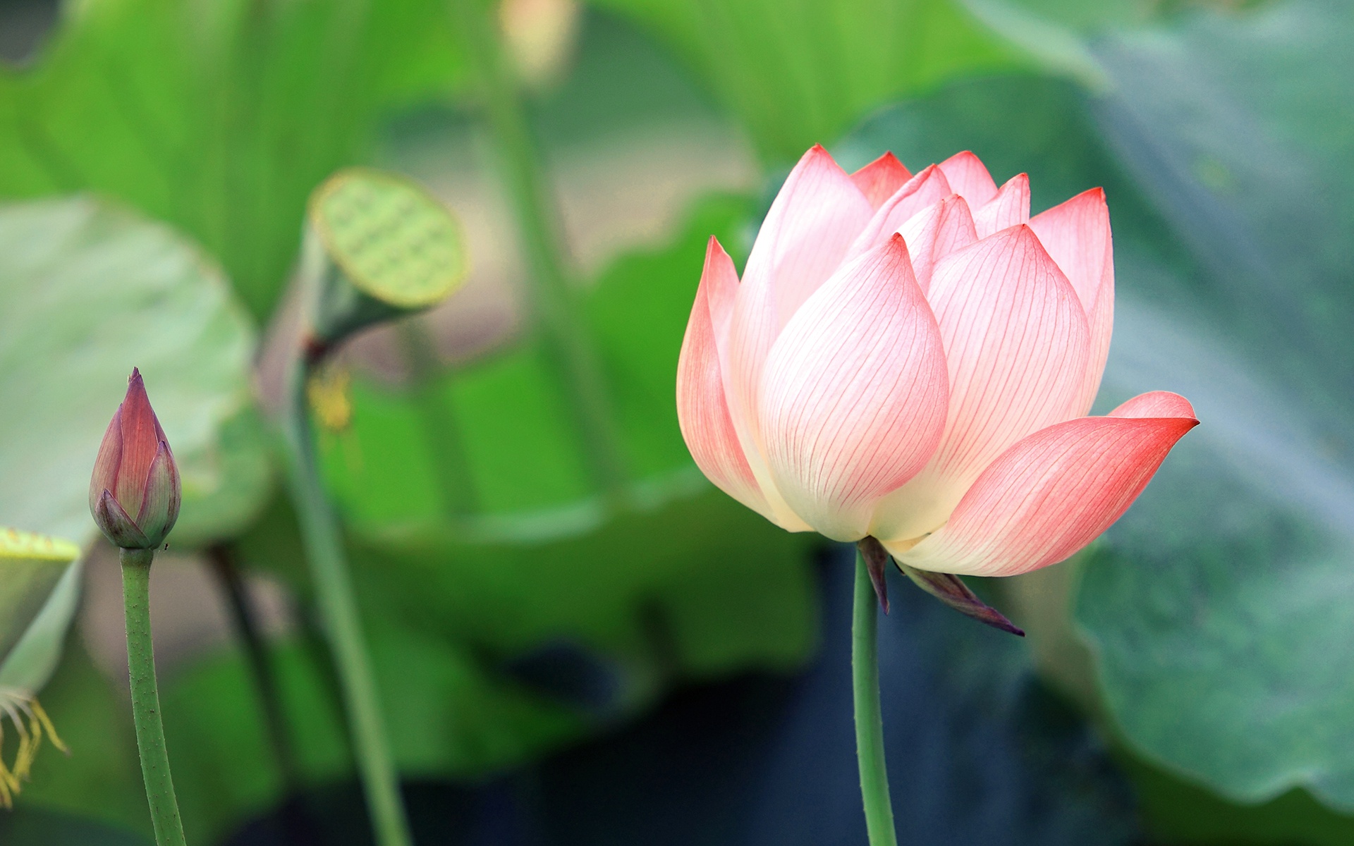 10月喜鹊叫,好运到,3大生肖生意红火事业顺,享富贵有钱花!