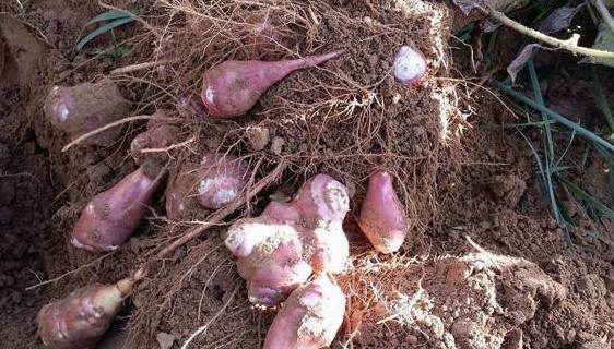 姜不辣叶片繁茂开花漂亮带香味发达的块状根可日常食用