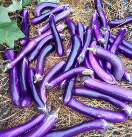 这5个挑菜的小技巧,再也不怕被坑,很实用|花菜|芹菜|西红柿_新浪新闻