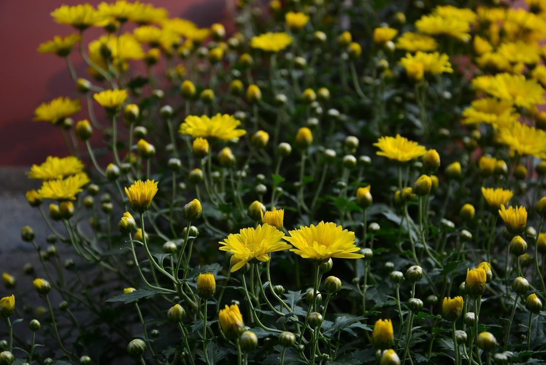 试试一种千头菊,开花多不招虫|千头菊|植株|菊花_新浪新闻