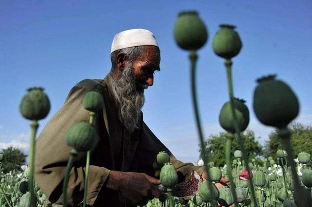 17年阿富汗战争让鸦片增产50倍，占全球八成，美军在背后立下大功休闲区蓝鸢梦想 - Www.slyday.coM