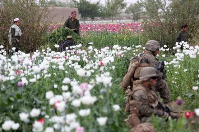17年阿富汗战争让鸦片增产50倍，占全球八成，美军在背后立下大功休闲区蓝鸢梦想 - Www.slyday.coM
