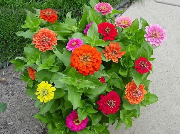 午时花百日菊大丽菊阳台多搁几盆要不了多久就成花海