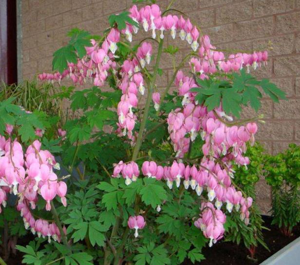 秋季盆栽荷包牡丹注意这3方面开花美丽娇艳数量多