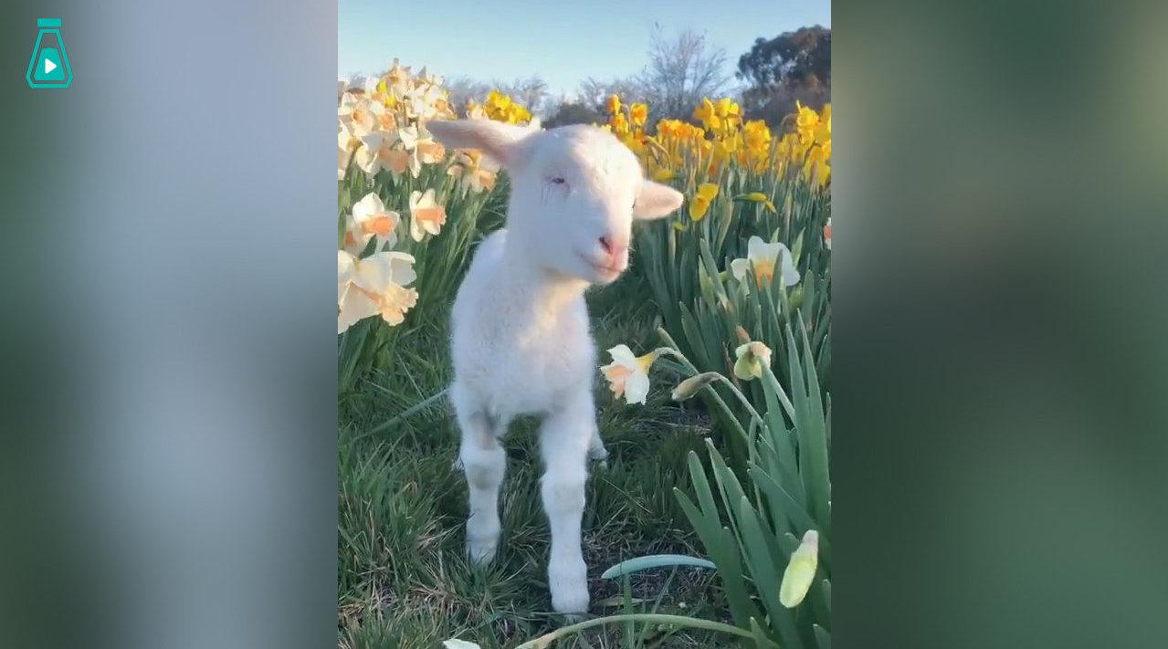 软软白白的小羊,咩咩一声太稚嫩啦!