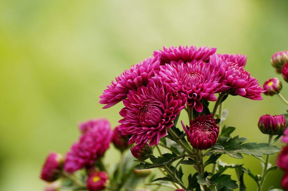 秋天能选的菊花真不少试试一种千头菊开花多不招虫