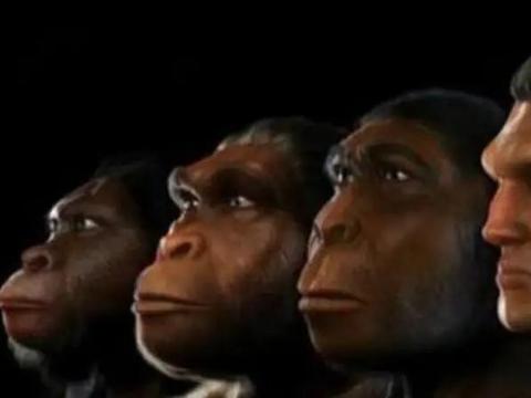 几亿年后 猿类有可能进化成人类吗
