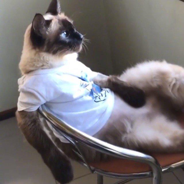 为您推荐: 猫在屋顶翘着二郎腿,好悠闲.