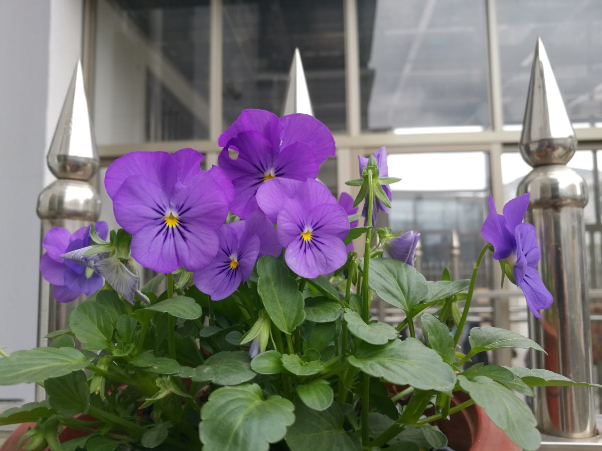 可以给三色堇用点磷酸二氢钾,兑水之后直接喷到叶子上面就行啦~如果家