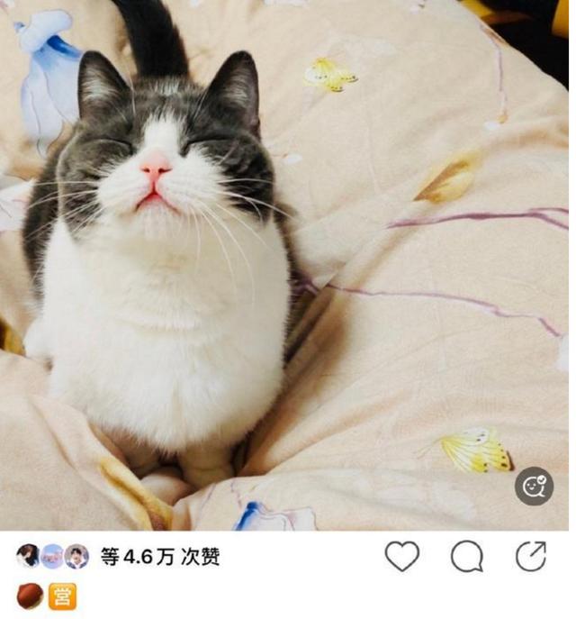 肖战频繁营业,晒"女儿"出物料,9月13日还有大活动!