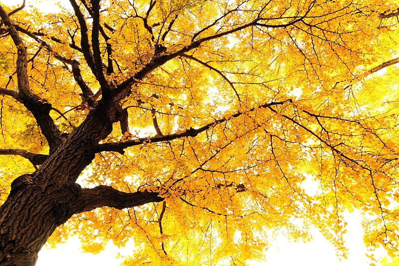 银杏树是秋天的主角,漂亮的叶子金灿灿的色彩点缀了秋天.