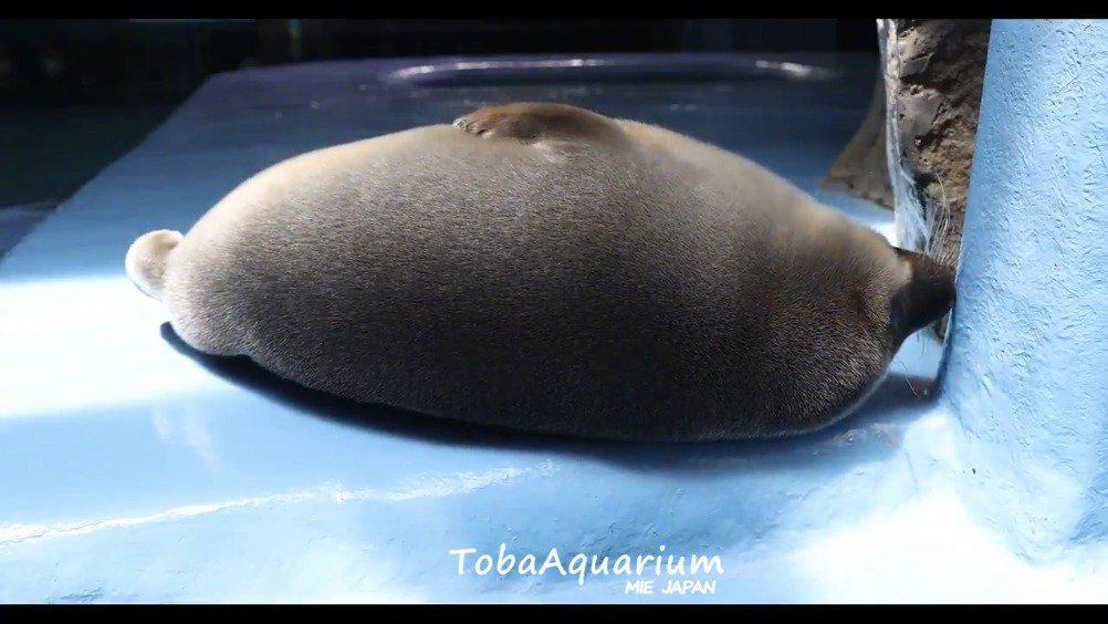 毛茸茸躺在地上的小海豹 一边躺着一边拍自己圆滚滚的肚子哈哈哈