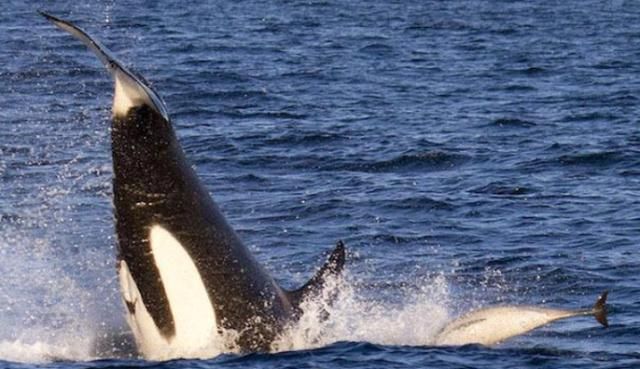 虎鲸捕杀蓝鲸巨大的蓝鲸5秒便殒命太凶猛了