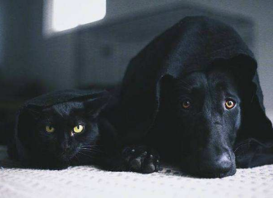 不养黑狗的人 都不可能知道这几大好处 黑狗 狗狗 主人 新浪新闻