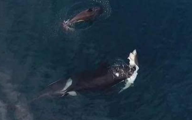 大的咬合力,看起来战斗力并不比鲸鱼差,但是在面对虎鲸的时候表现得却