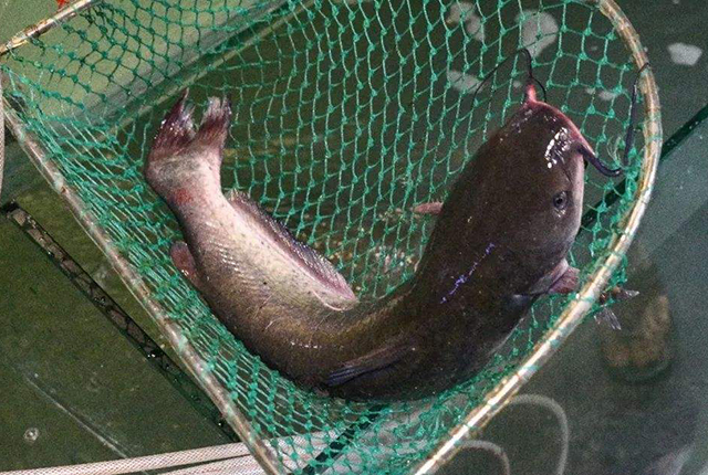 这6种鱼目前人工养殖门槛太高想吃纯野生鱼尽快了