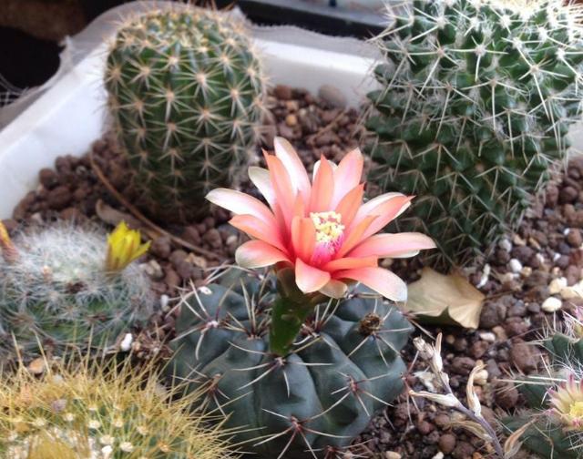 这4款花草生命力强观赏价值高富养反而容易养死