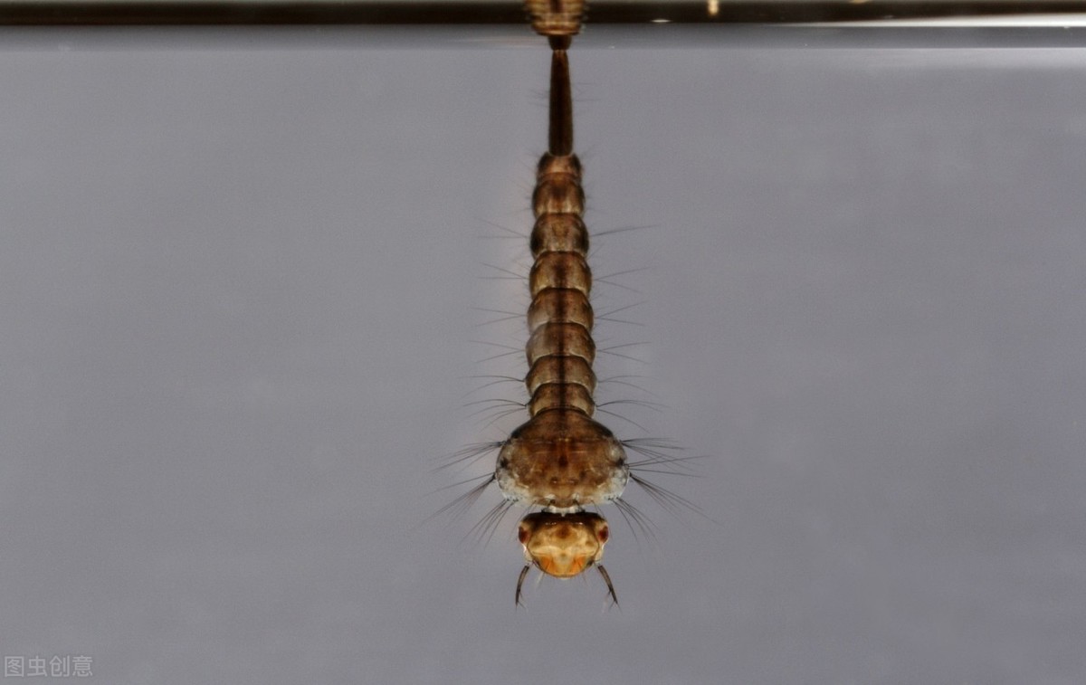 孵化后的幼虫又叫做孑孓(jié jué),孑孓就像要一个"宅男",天天宅在