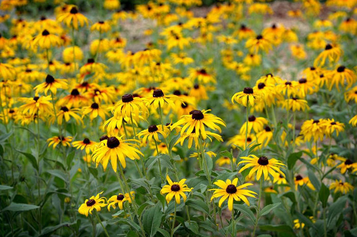 菊花也会不一样,家里放几盆,疯狂开花停不下|菊花|植株|金光菊_新浪