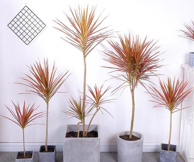 你得这么养,株丛繁茂,姿态婆娑!