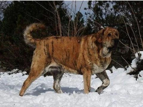 全世界第一巨犬——西班牙獒,气势凶猛赛过藏獒,却无人所知|獒|西班牙|獒犬_新浪新闻