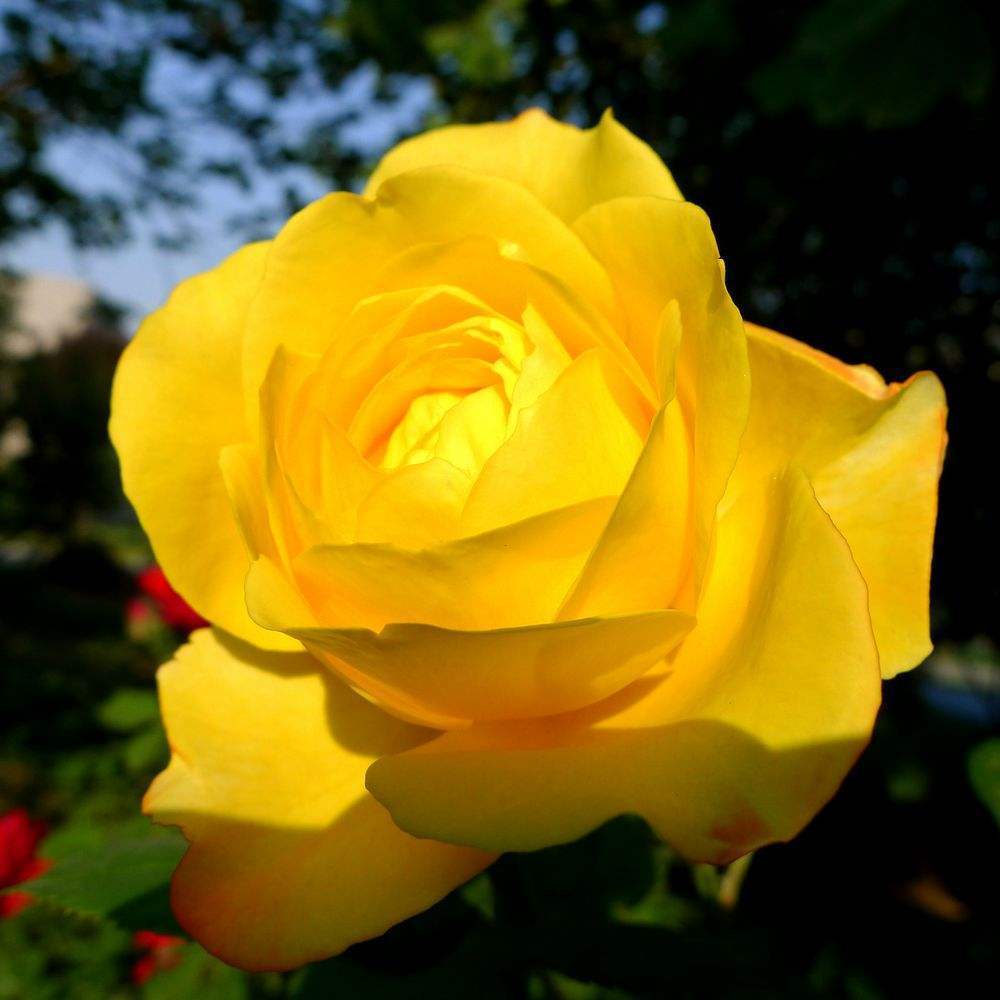 九月份养月季注重3个步骤,掌握到手成了养花高手