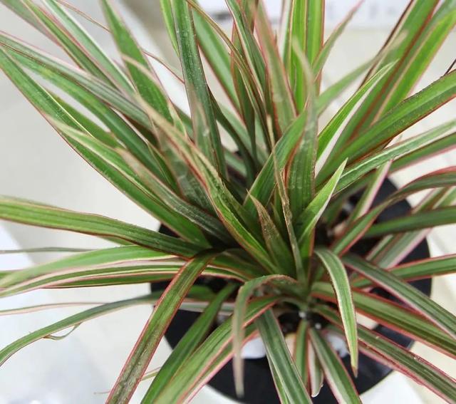 你得这么养,株丛繁茂,姿态婆娑!