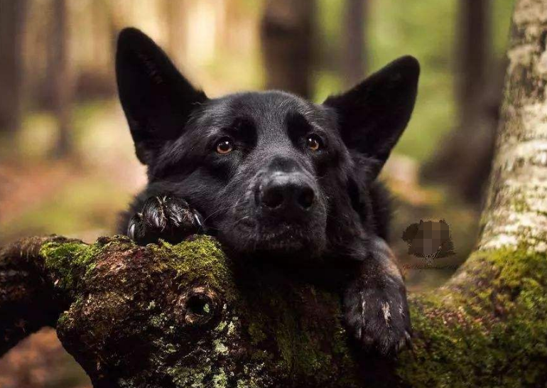 不养黑狗的人 都不可能知道这几大好处 黑狗 狗狗 主人 新浪新闻