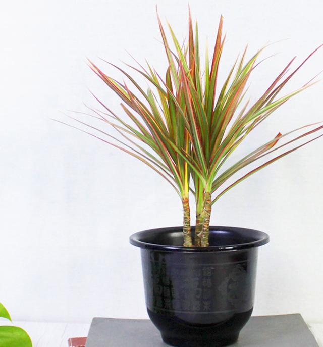 你得这么养,株丛繁茂,姿态婆娑!