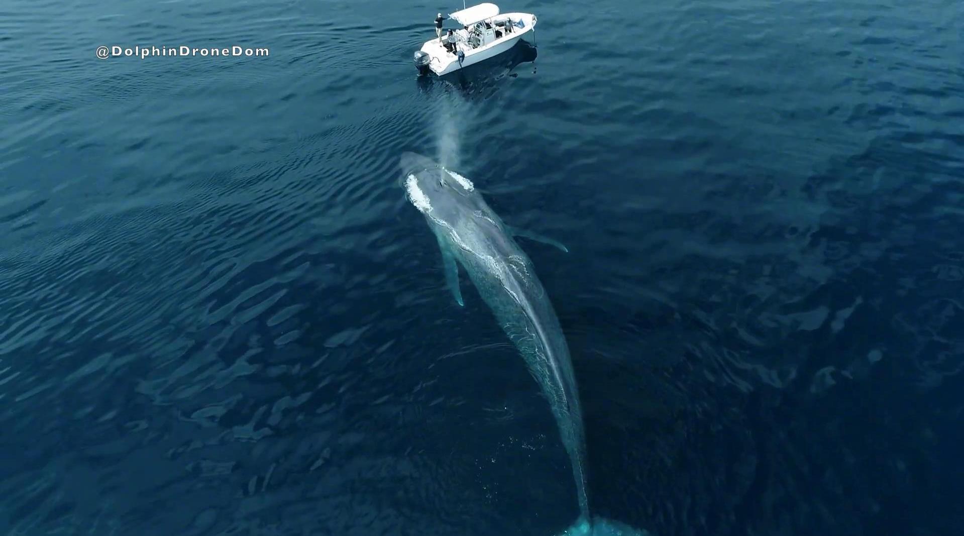 用无人机拍摄:蓝鲸与海豚嬉戏画面