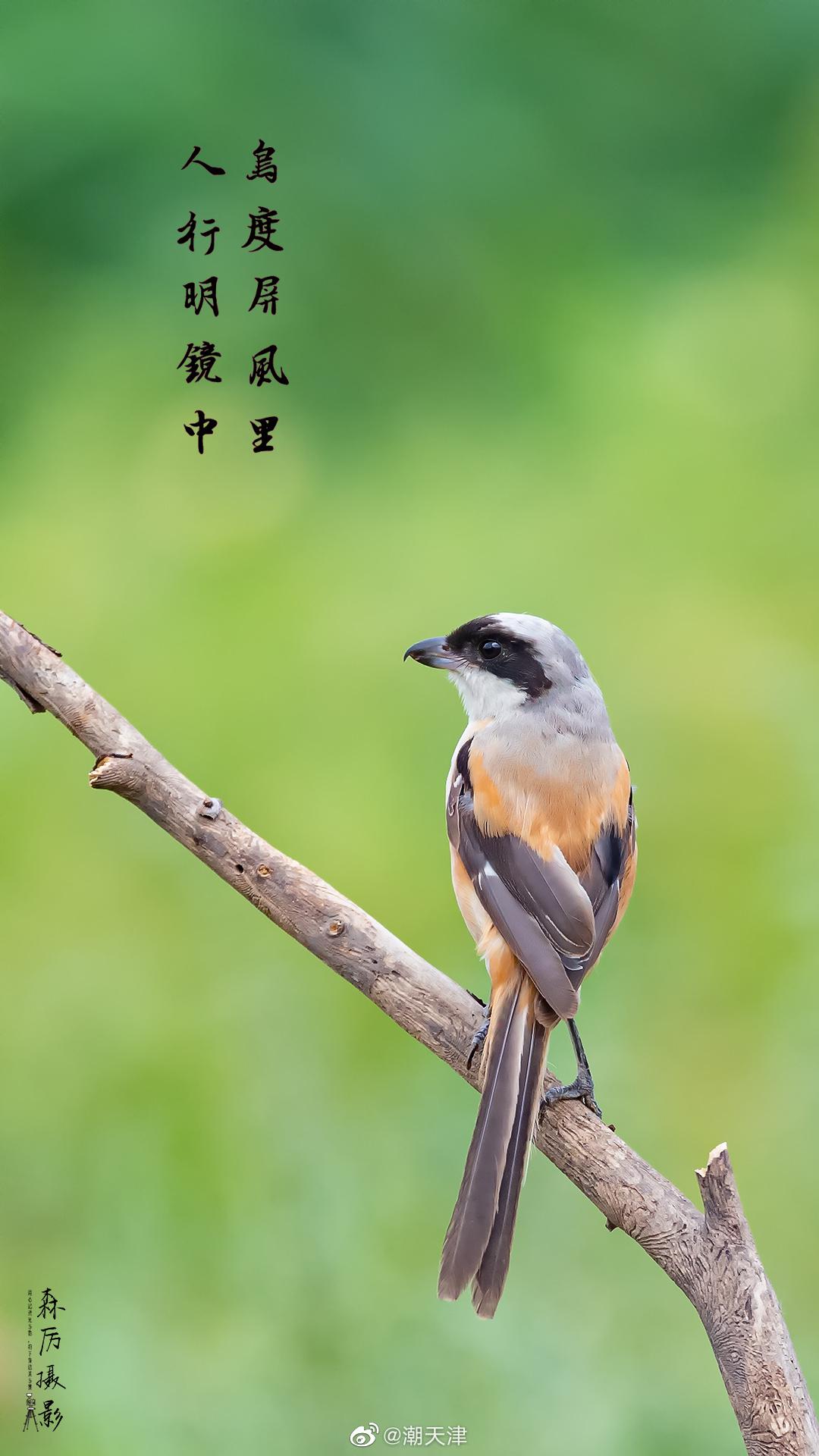 鸟度屏风里,人行明镜中(by@王森厉 )