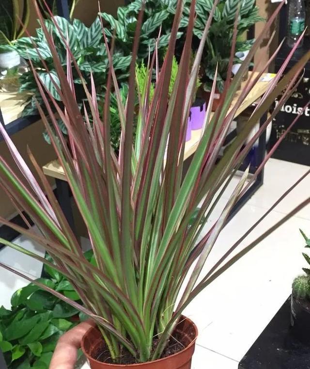 你得这么养,株丛繁茂,姿态婆娑!